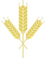 wheat