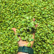 What are hops Hi-Wire Brewing